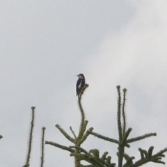 Dendrocopos major
