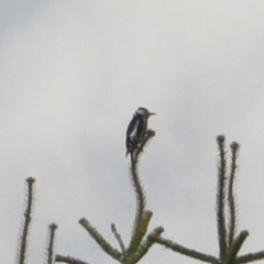 Dendrocopos major