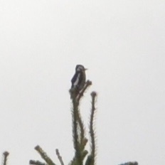Dendrocopos major