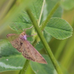Anania fuscalis