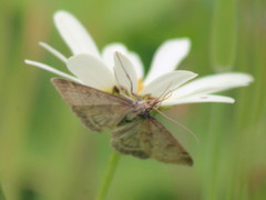 Anania fuscalis