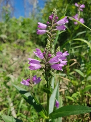 Physostegia ledinghamii