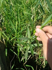 Physostegia ledinghamii