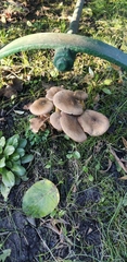 Armillaria mellea