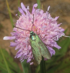 Jordanita globulariae