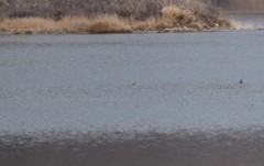 Podiceps auritus