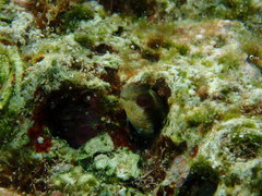 Parablennius marmoreus