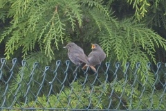 Phoenicurus ochruros