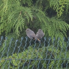 Phoenicurus ochruros