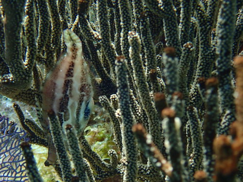 Slender Fiiefish (Monacanthus tuckeri) — Monacanthidae — 4