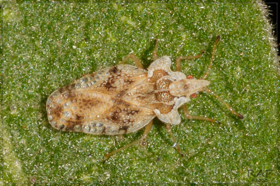 Corythaica cyathicollis