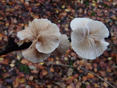 Crepidotus luteolus