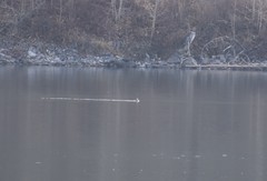Podiceps auritus