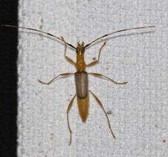 Tricheops epipphiger