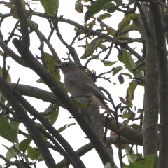 Phoenicurus ochruros