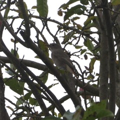Phoenicurus ochruros