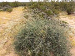 Sporobolus flexuosus