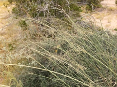 Sporobolus flexuosus