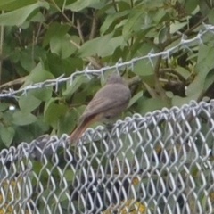 Phoenicurus ochruros
