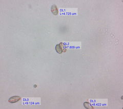 Crepidotus luteolus