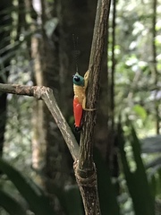 Catantopinae