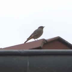 Phoenicurus ochruros