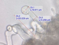 Crepidotus luteolus