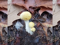 Hygrophorus lucorum