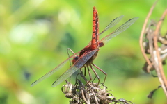 Aethriamanta circumsignata