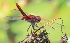 Aethriamanta circumsignata