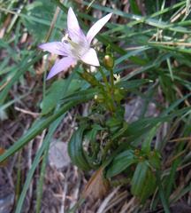 Gentianella austriaca
