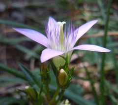 Gentianella austriaca