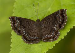 Calephelis velutina