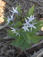 Amsonia repens
