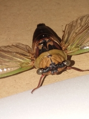 Megatibicen pronotalis