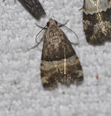 Pseudozarba orthopetes