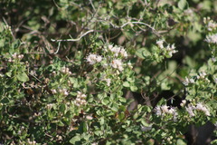 Ageratina wrightii