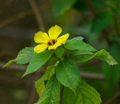 Turnera subulata