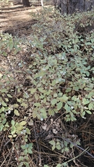 Symphoricarpos rotundifolius parishii