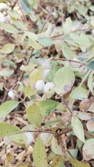 Symphoricarpos rotundifolius parishii