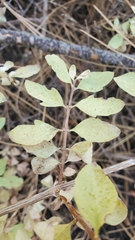 Symphoricarpos rotundifolius parishii