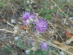 Centaurea deusta