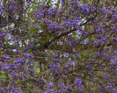 Vitex gigantea