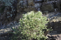 Ageratina wrightii
