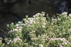 Ageratina wrightii