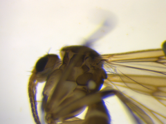 Mycetophila solitaria