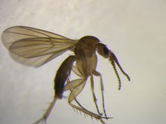 Mycetophila conica