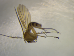 Mycetophila crassitarsis