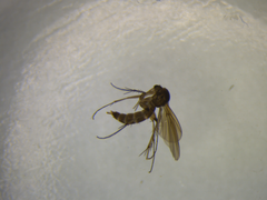 Mycetophila solitaria