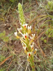 Hebenstretia integrifolia